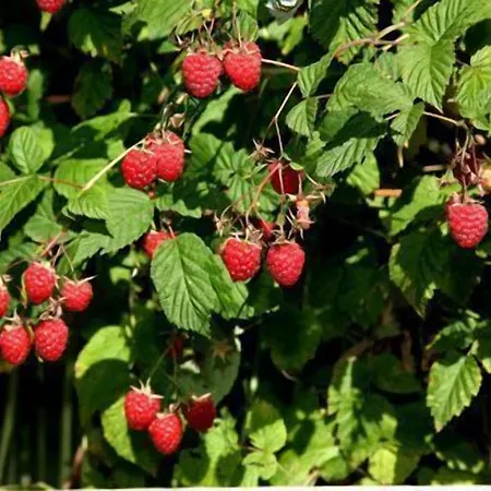 Séjour à la campagne Le Reve